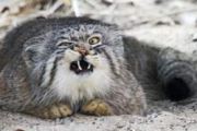 Felis Manul (Pallas or Manul Cat)