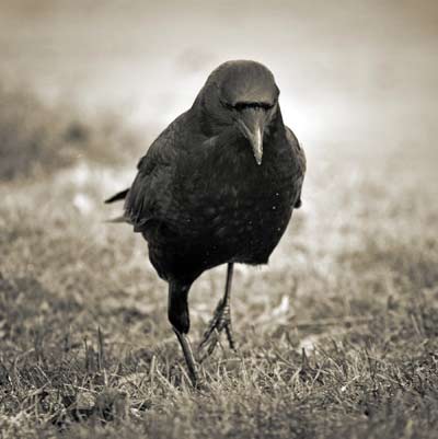 The Raven (by Edgar Allan Poe)