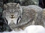 Lince