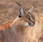 Lynx Caracal