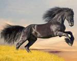 Bucéfalo (el caballo de Alejandro Magno)