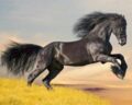Bucéfalo (el caballo de Alejandro Magno)