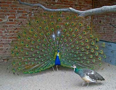 Pavo Real