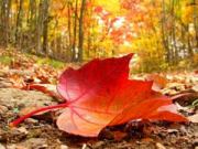 Sabbat de Mabon (Hemisferio Sur)