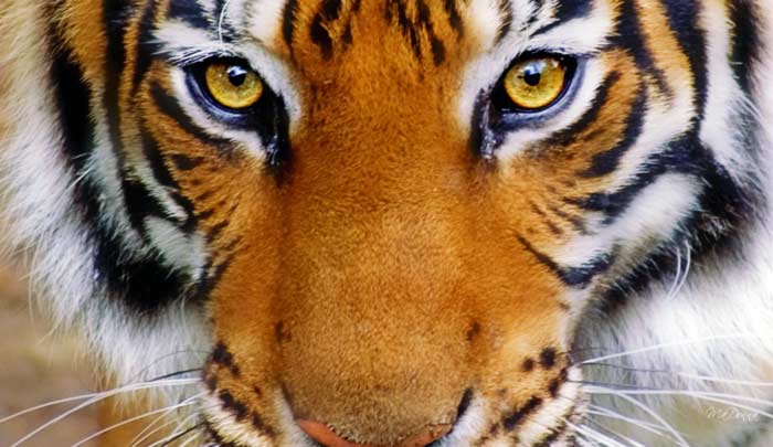 Día Internacional del Tigre