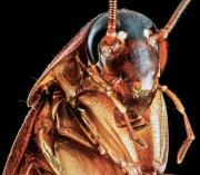 El Diseño Inteligente y la Gran Cucaracha Cósmica
