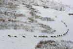 Lobos en fila